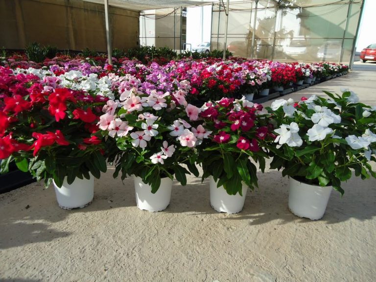cây dừa cạn 3 768x576 - 14 loại cây hoa cần thiết cho sân vườn bạn nên trồng