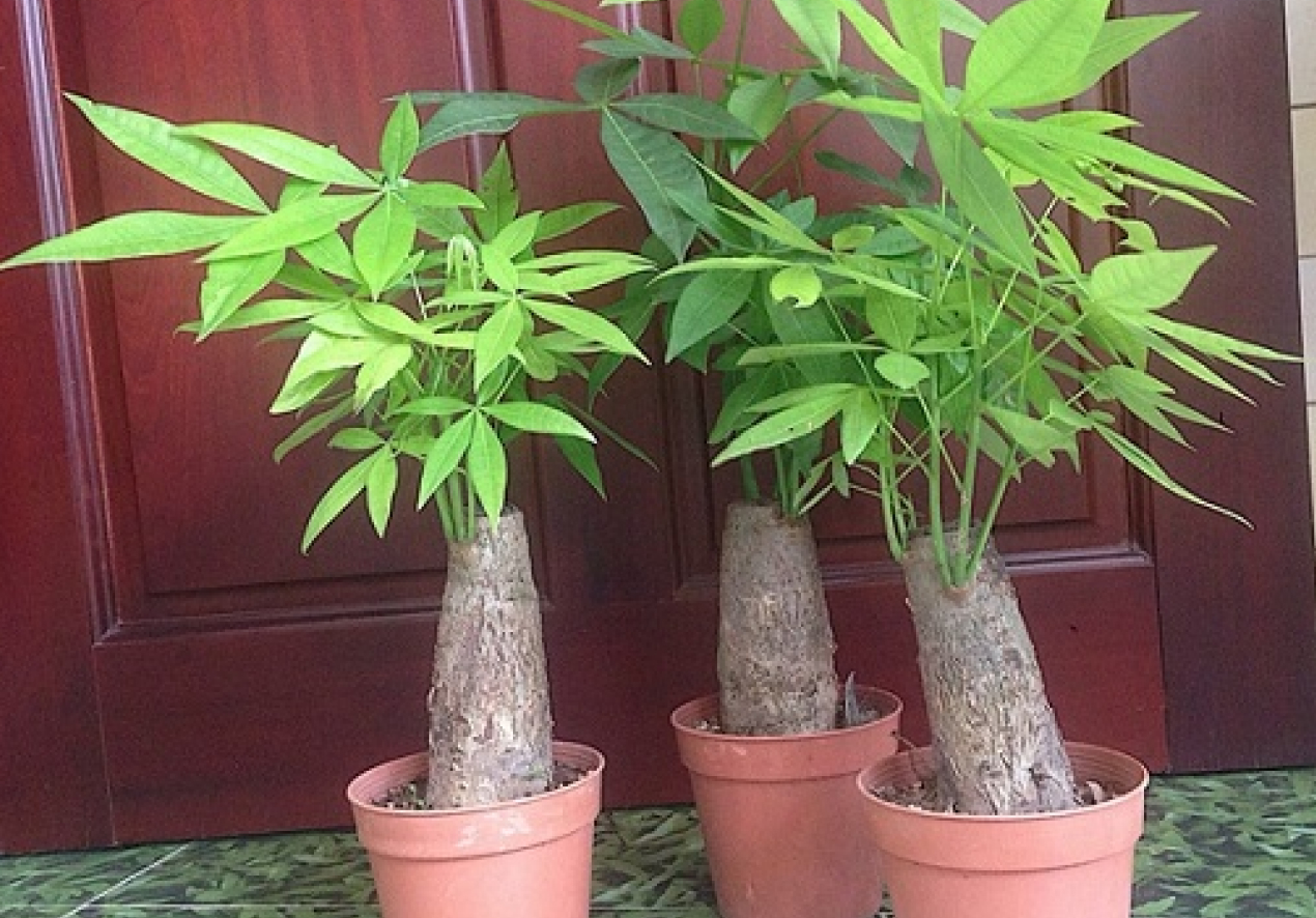 cay kim ngan - Những loại cây cho phòng khách rất tốt bạn nên trồng