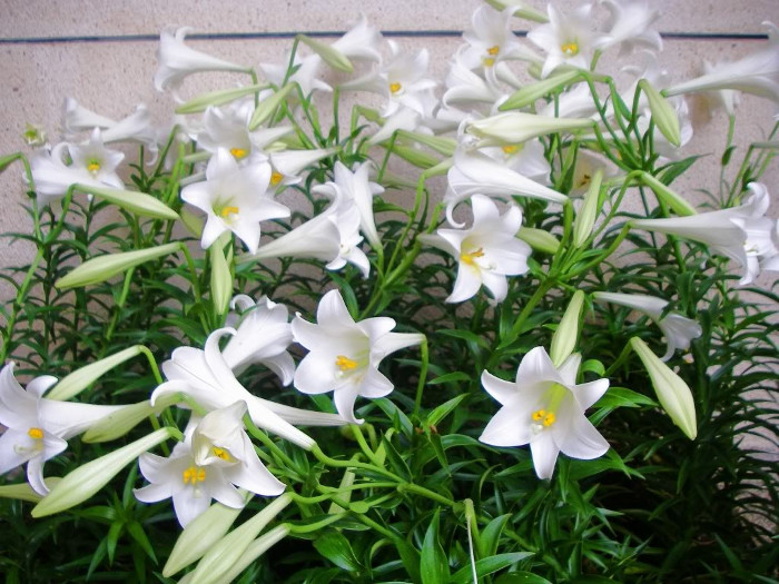 hoa loa ken trang 1 - 14 loại cây hoa cần thiết cho sân vườn bạn nên trồng