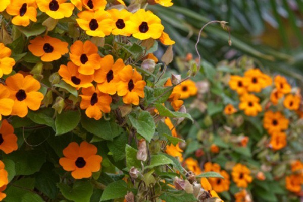 hoamathuyen - 14 loại cây hoa cần thiết cho sân vườn bạn nên trồng