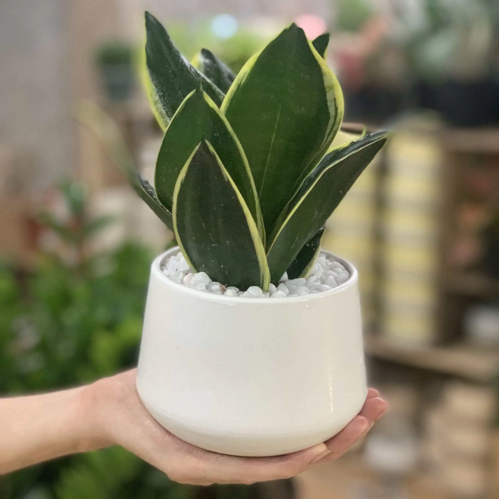 Những loại cây cảnh trồng trong nhà đẹp và tốt cho sức khỏe image4 4 1024x1024 - Những loại cây cảnh trồng trong nhà đẹp và tốt cho sức khỏe