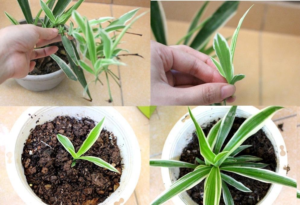 Hướng dẫn trồng và chăm sóc cây tại nhà image4 6 - Hướng dẫn trồng và chăm sóc cây tại nhà
