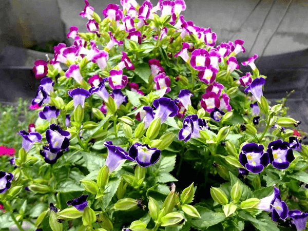 mn4 20191005124527 - 14 loại cây hoa cần thiết cho sân vườn bạn nên trồng
