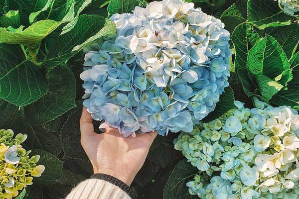 14 loại cây hoa cần thiết cho sân vườn bạn nên trồng y nghia hoa cam tu cau1 - 14 loại cây hoa cần thiết cho sân vườn bạn nên trồng