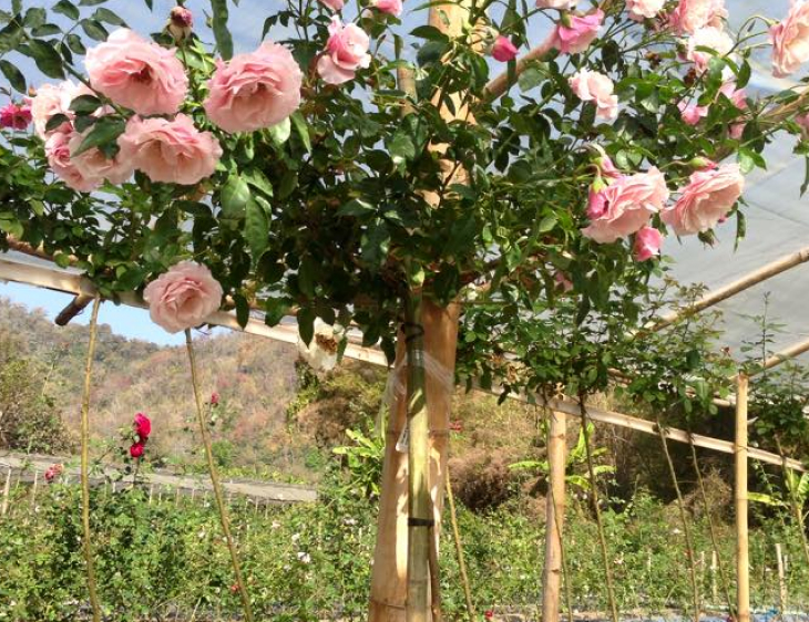 cay hoa hong than go - Một số cây cảnh trang trí sân vườn bạn nên trồng