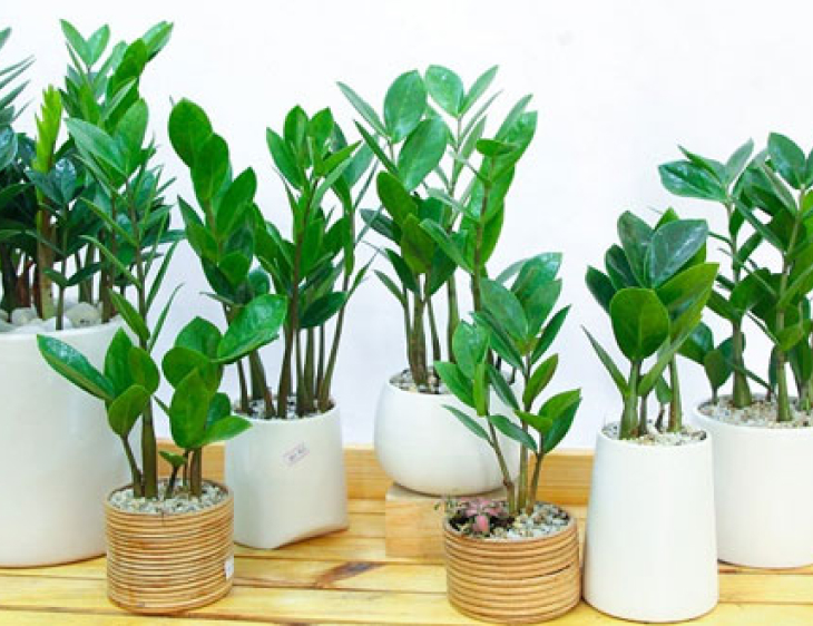 cay kim tien hop tuoi ti - Những loại cây cho phòng khách rất tốt bạn nên trồng
