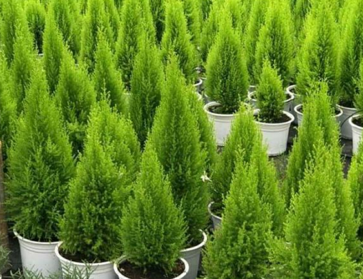 cay tung thom - 7 loại cây giúp giảm stress, xua tan mệt mỏi nhờ hương thơm dịu nhẹ