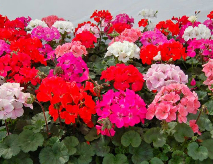 hoa phong lu - Những cây hoa đẹp bạn nên trồng trang trí trong nhà