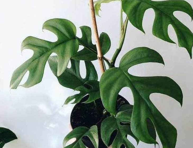 monstera mini 1 - Monstera mini là cây gì và cách chăm sóc