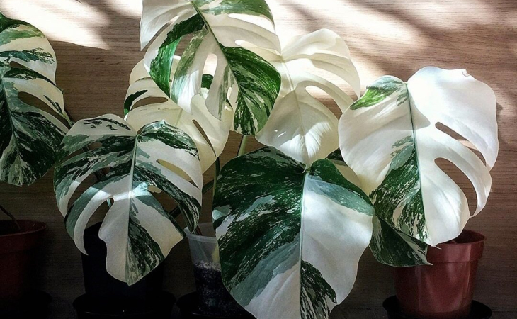 Những loại Trầu Bà đột biến – Variegated đầy cuốn hút Frame 4 49 - Những loại Trầu Bà đột biến – Variegated đầy cuốn hút