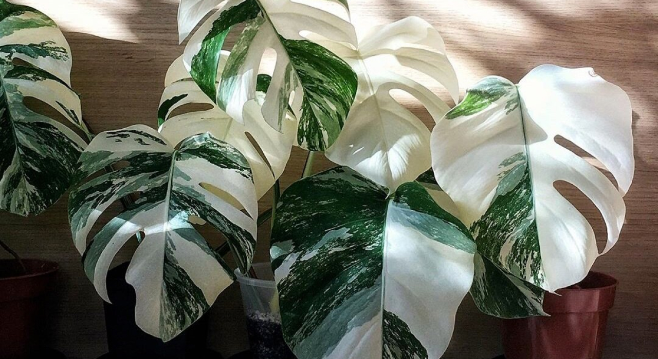 monstera albo đột biến