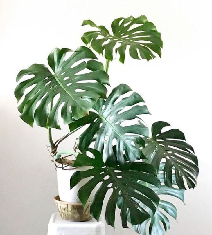 monstera deliciosa - Tại sao cây Monstera, trầu bà lá xẻ là cây trồng trong nhà được yêu thích nhất?