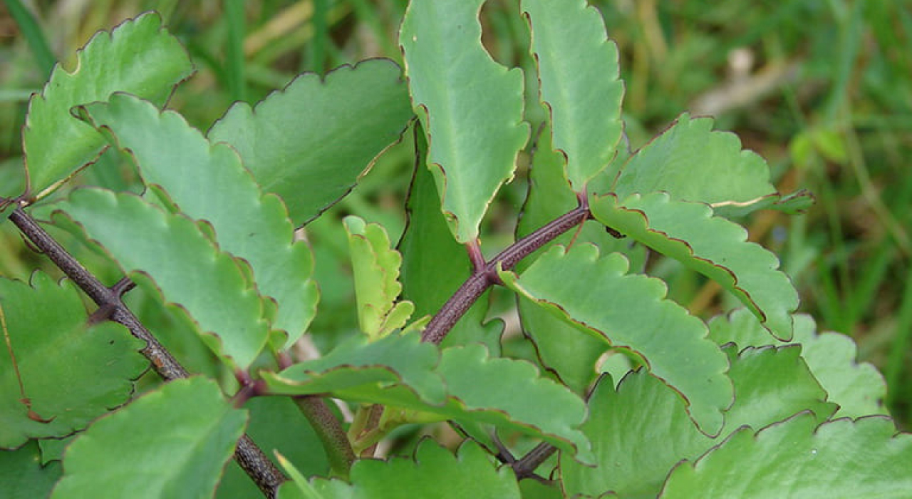 Cây sống đời