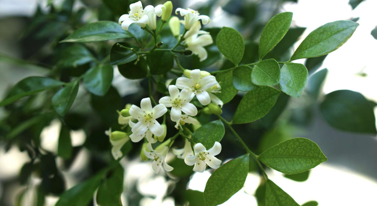 Đặc điểm cây nguyệt quế - Cách trồng cây nguyệt quế cho nhiều hoa