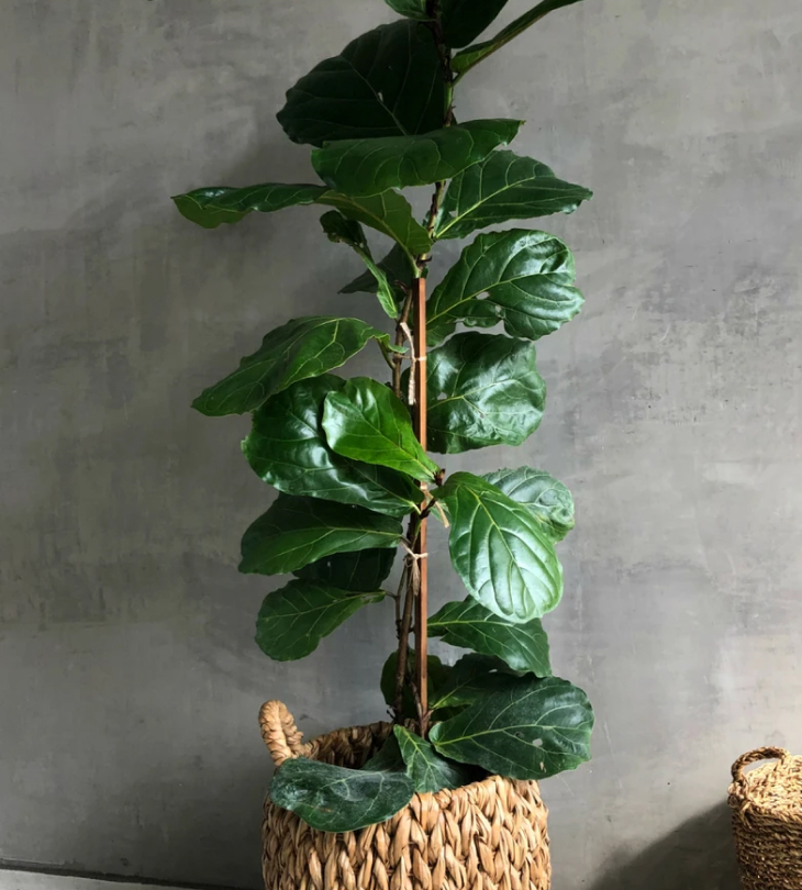 cay bang sing ficus lyrata - Những lưu ý khi chăm sóc cây Bàng Singapore