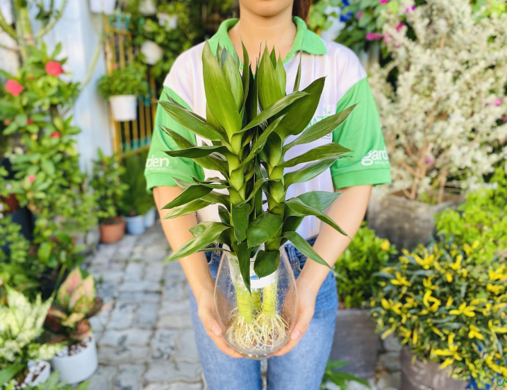 Cây Phát Tài Búp Sen hợp mạng gì? cay phat tai bup sen 4 - Cây Phát Tài Búp Sen hợp mạng gì?