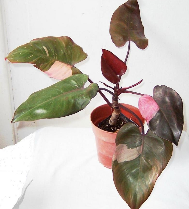 cay philodendron pink princess - Hướng dẫn chăm sóc cây Philodendron 'Pink Princess'