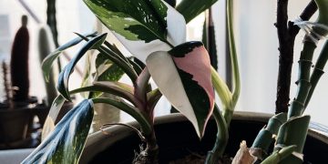 cây philodendron white pricess