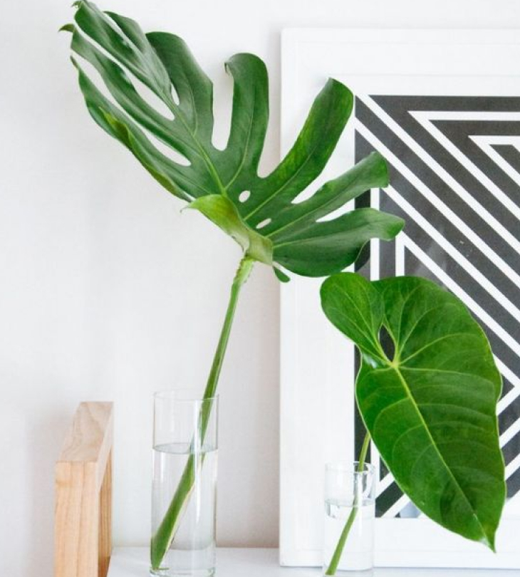 Cách trồng cây Monstera Trầu Bà Nam Mỹ trong nước cham soc cay monstera trong nuoc - Cách trồng cây Monstera Trầu Bà Nam Mỹ trong nước
