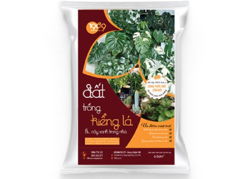 Cách trồng và chăm sóc cây Trầu Bà Nam Mỹ - Monstera deliciosa dat trong kieng la 1 - Cách trồng và chăm sóc cây Trầu Bà Nam Mỹ - Monstera deliciosa