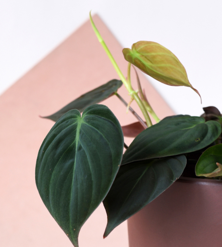 philodendron micans var - Hướng dẫn chăm sóc cây Philodendron Micans