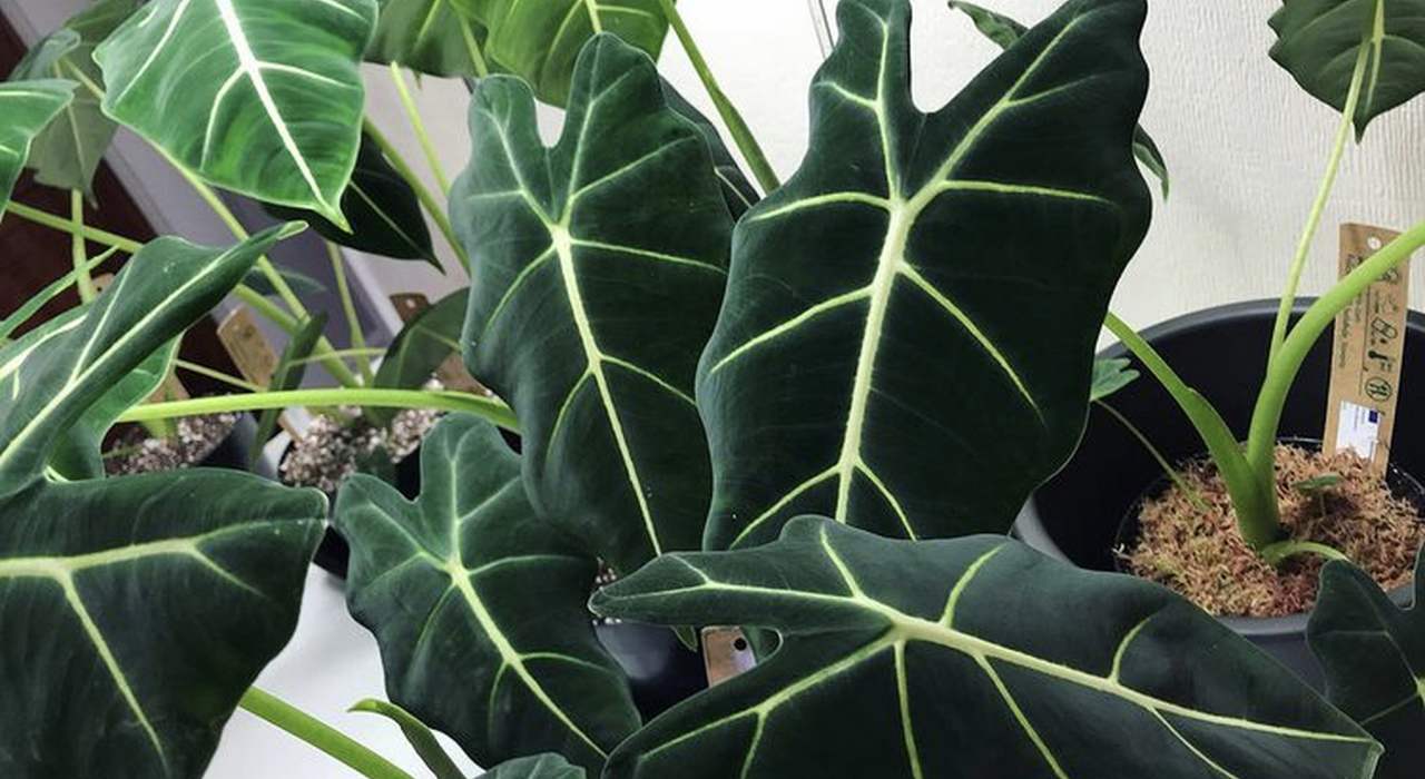 cây alocasia frydek