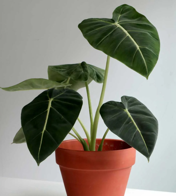 cay alocasia frydek - Cách chăm sóc cây Alocasia Frydek tại nhà