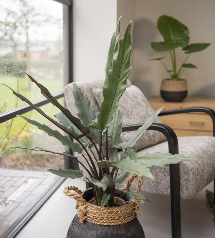 cay alocasia lauterbachiana - Hướng dẫn chăm sóc cây Alocasia Lauterbachiana