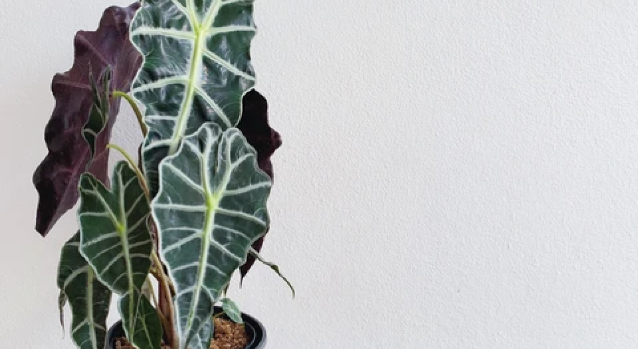 cây alocasia polly lá môn quan âm