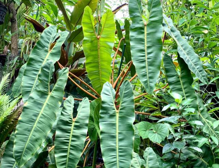 cay hong hac truong thanh - Cây Philodendron Billietiae là gì? cách chăm sóc cây Hồng Hạc