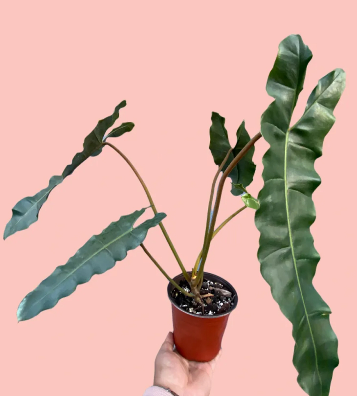 cay philodendron billietiae - Cây Philodendron Billietiae là gì? cách chăm sóc cây Hồng Hạc