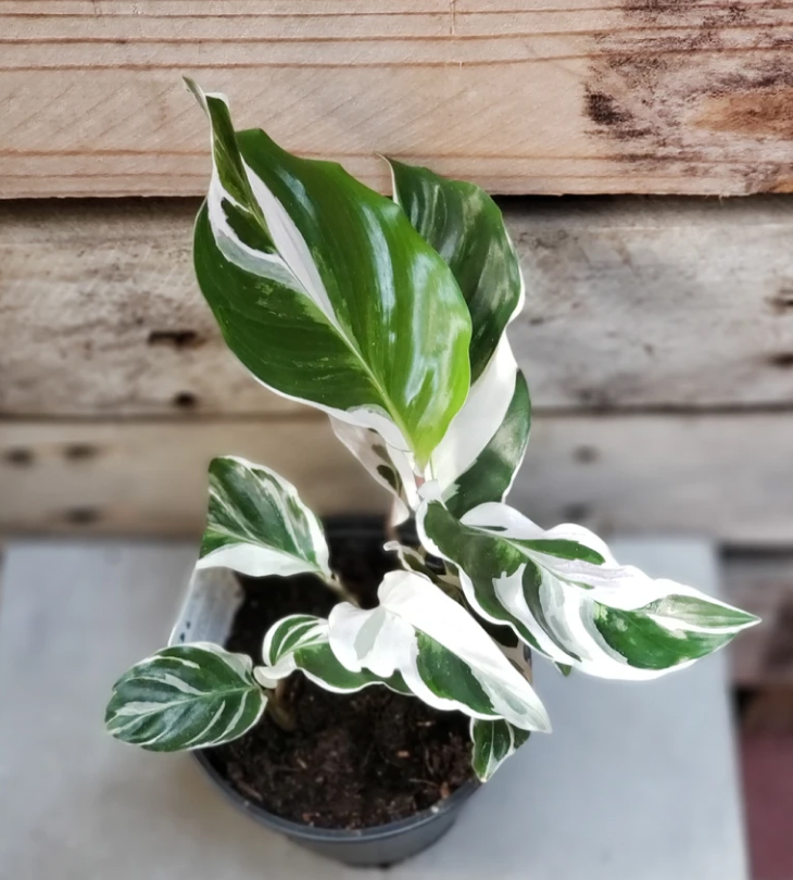 cay white fusion - Cách chăm sóc cây Calathea White Fusion (Đuôi công cẩm thạch)