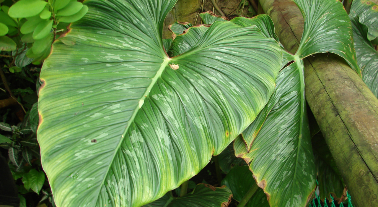 cây philodendron mamei