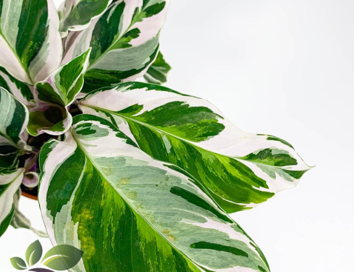 white fusion - Cách chăm sóc cây Calathea White Fusion (Đuôi công cẩm thạch)