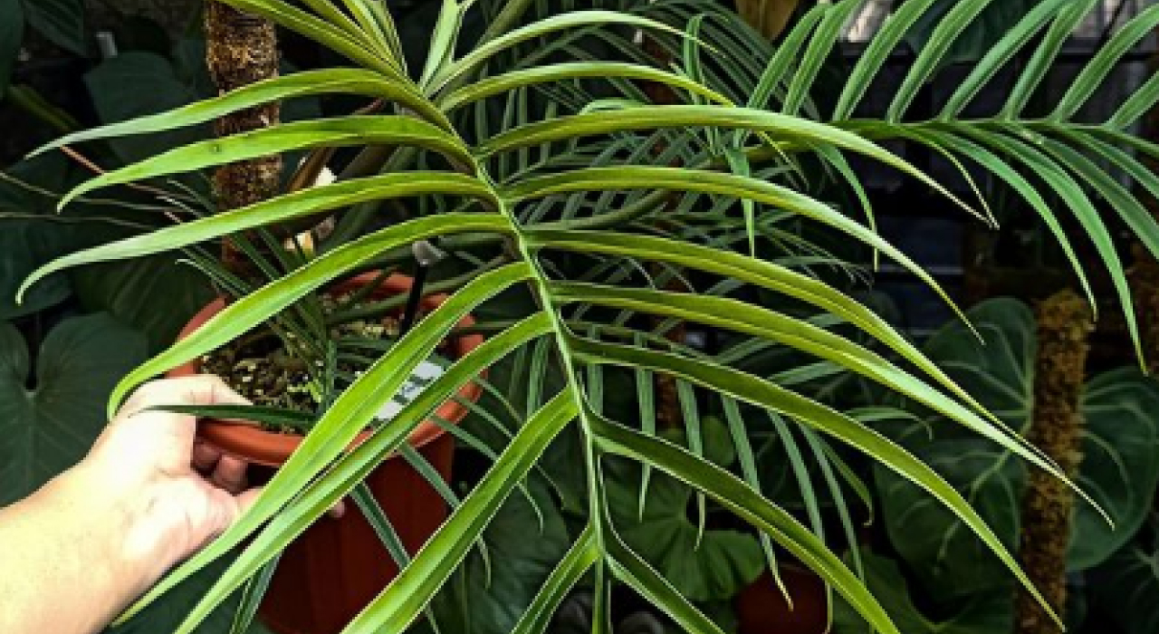 cây philodendron tortum