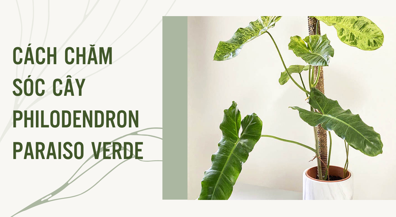 cách chăm sóc cây philodendron paraiso verde