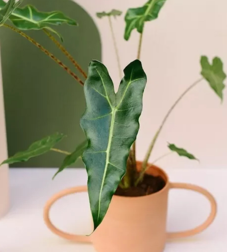 Cách chăm sóc cây Alocasia Sarian khỏe mạnh cay alocasia sarian nho - Cách chăm sóc cây Alocasia Sarian khỏe mạnh