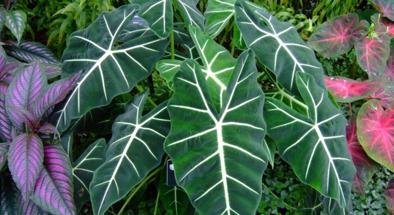 cây alocasia sarian