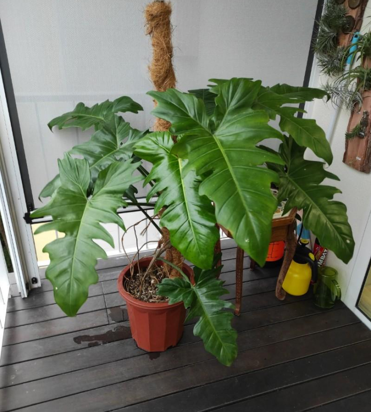 cay philodendron golden dragon truong thanh - Cách chăm sóc Philodendron Golden Dragon đúng cách