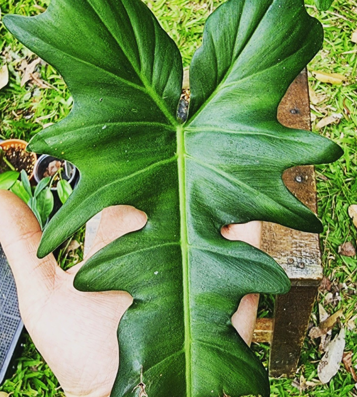 chi tiet la cay philodendron golden dragon - Cách chăm sóc Philodendron Golden Dragon đúng cách