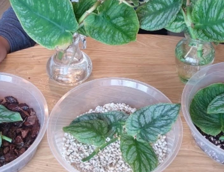 Vẻ đẹp tuyệt vời của Monstera Dubia và cách chăm sóc cutting monstera dubia - Vẻ đẹp tuyệt vời của Monstera Dubia và cách chăm sóc