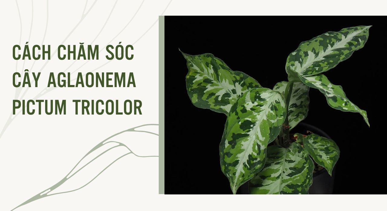 cách chăm cây aglaonema pictum tricolor