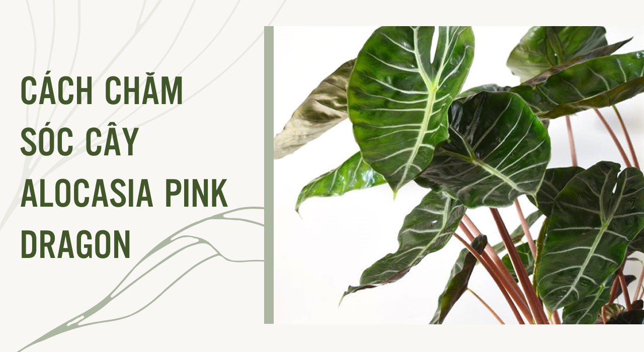 cách chăm sóc cây alocasia pink dragon