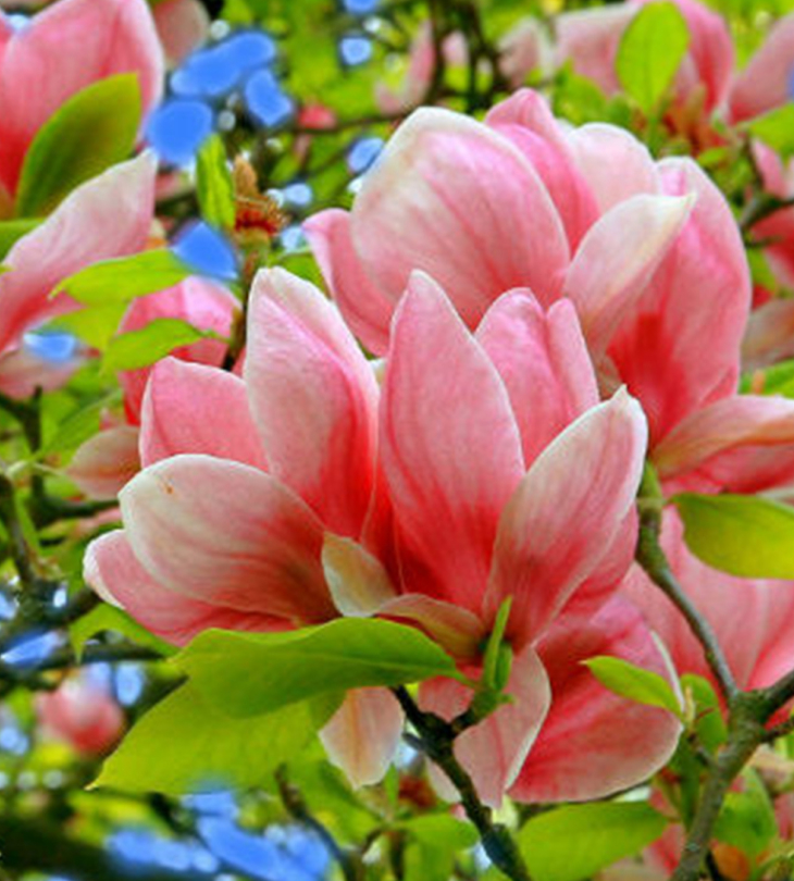 Cay hoa moc lan1 - Cây hoa mộc lan - Loài hoa đặc biệt với vẻ đẹp sang trọng, tinh tế