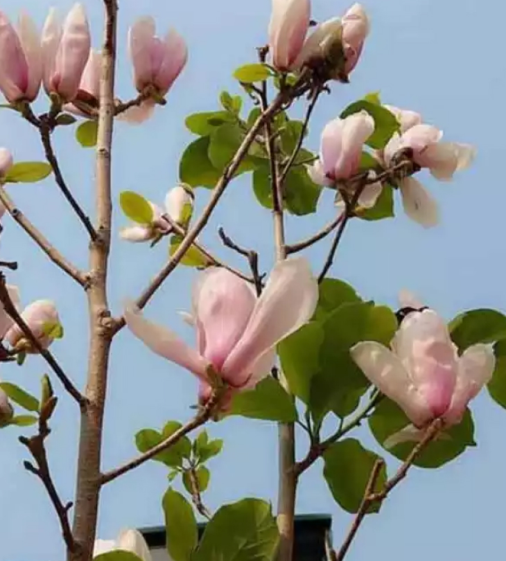 Cay hoa moc lan2 - Cây hoa mộc lan - Loài hoa đặc biệt với vẻ đẹp sang trọng, tinh tế