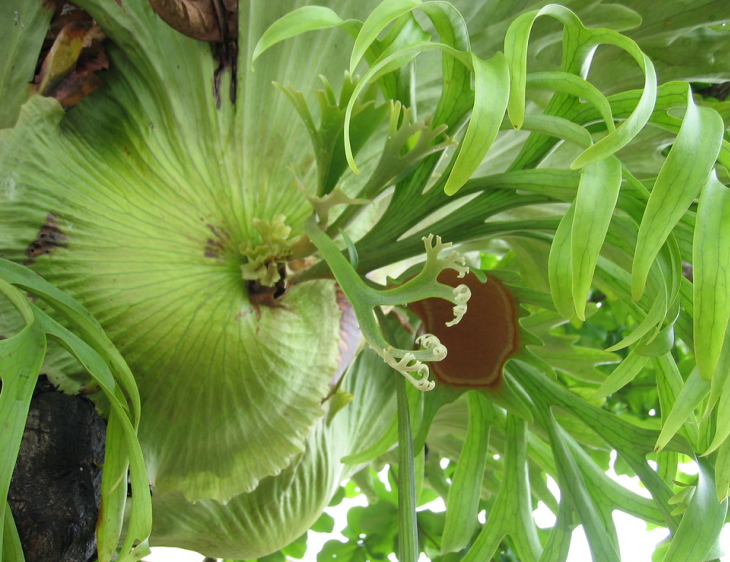 Cay o rong - Cây ổ rồng: Loài cây mang hình thù kỳ lạ có khả năng chữa bệnh 