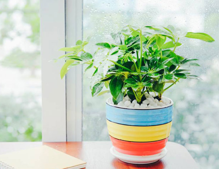 Cây Ngũ Gia Bì là gì và tác dụng cây Ngũ Gia Bì cay ngu gia bi9 - Cây Ngũ Gia Bì là gì và tác dụng cây Ngũ Gia Bì