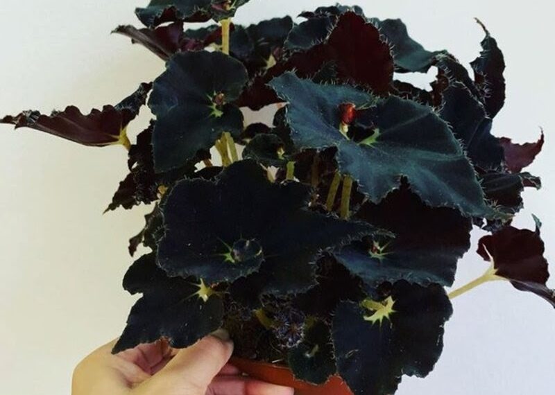 cay begonia back fang 2 - Begonia Black Fang - Sự quyến rũ của thiên nhiên