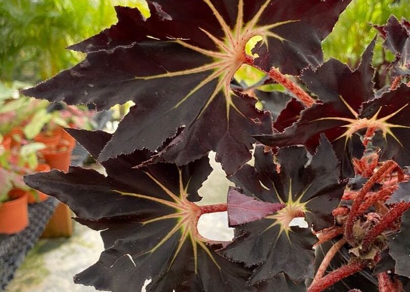 cay begonia back fang 3 - Begonia Black Fang - Sự quyến rũ của thiên nhiên