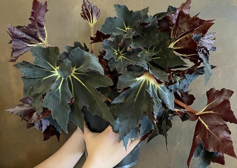 cay begonia back fang - Begonia Black Fang - Sự quyến rũ của thiên nhiên